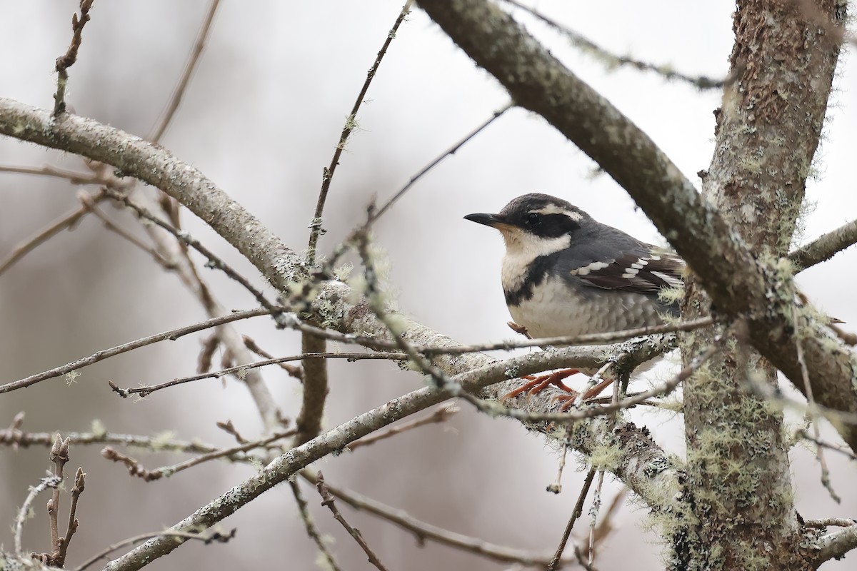 Varied Thrush - ML550133311