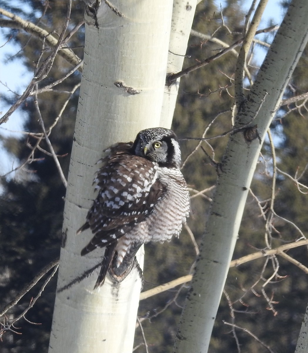 Northern Hawk Owl - Elaine Hiebert