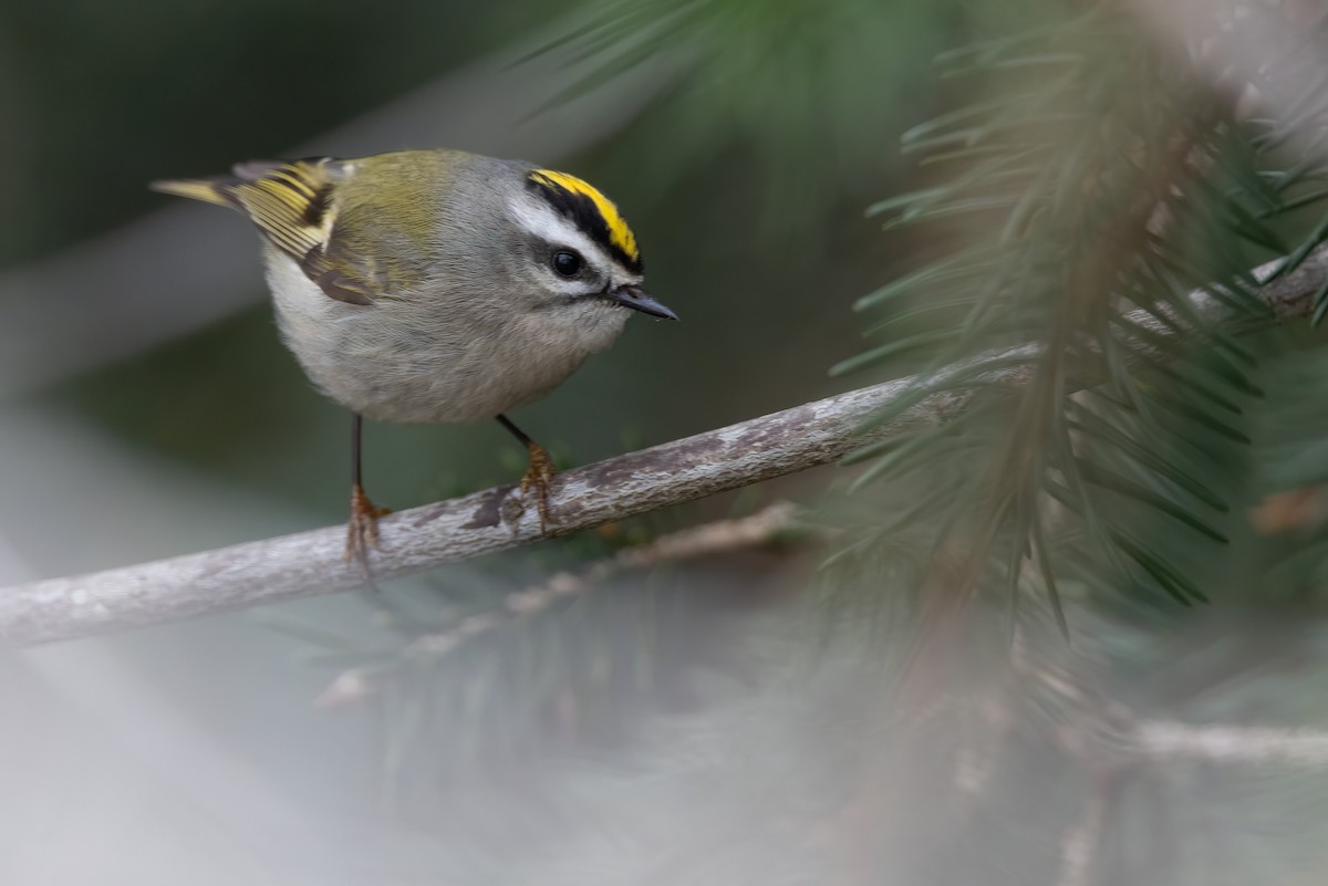 Golden-crowned Kinglet - ML550133861