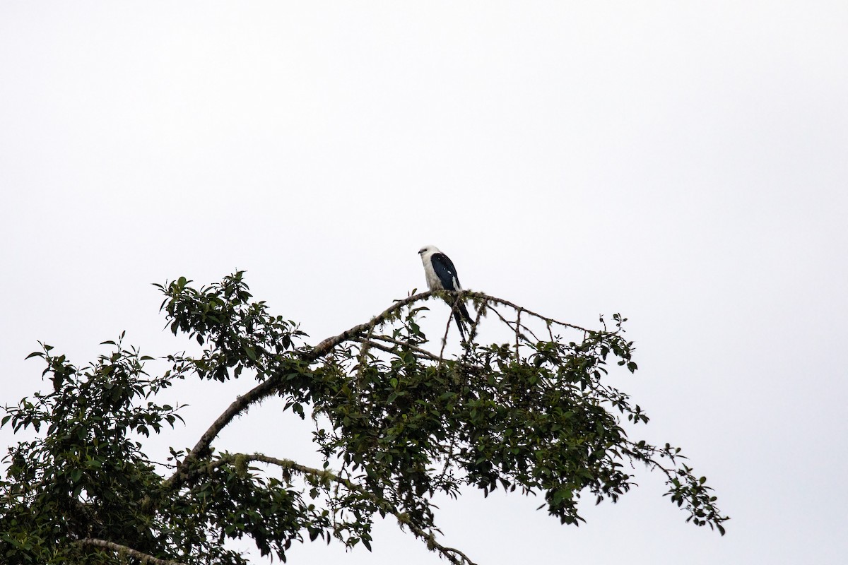Swallow-tailed Kite - ML550135871
