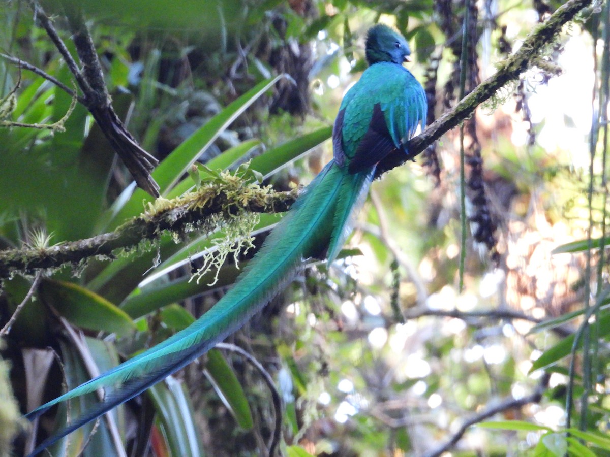 Quetzal Guatemalteco - ML550136111