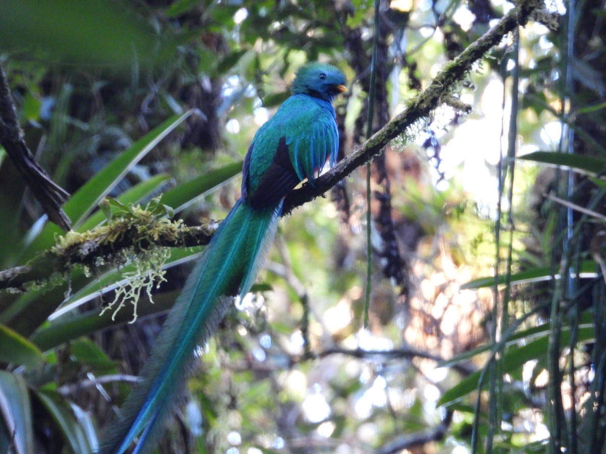 Resplendent Quetzal - ML550136121