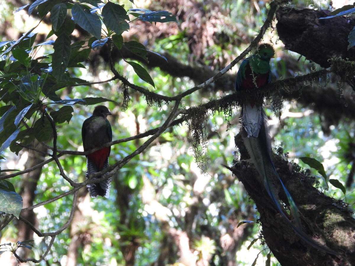 Resplendent Quetzal - ML550136151