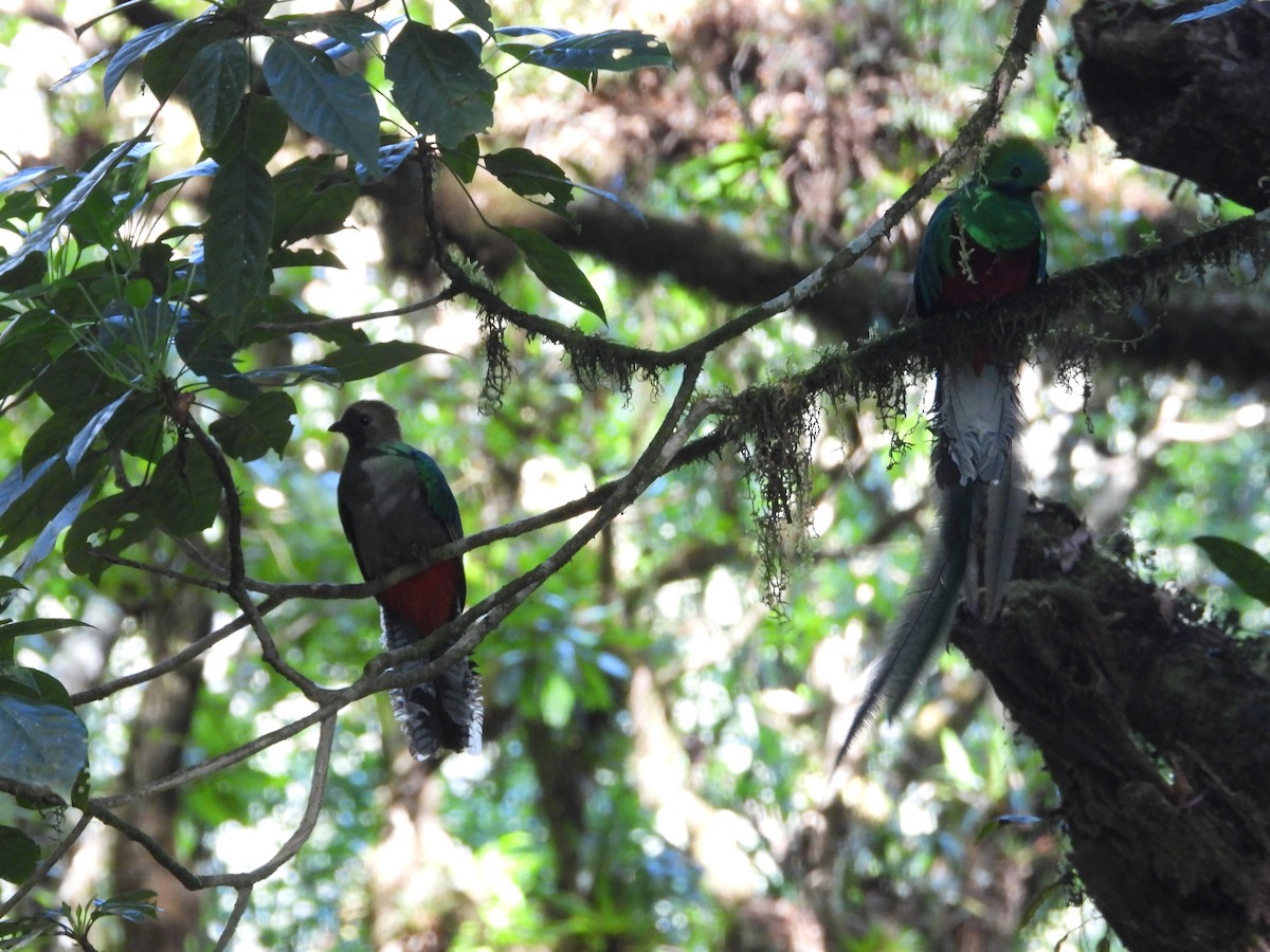 Quetzal Guatemalteco - ML550136161