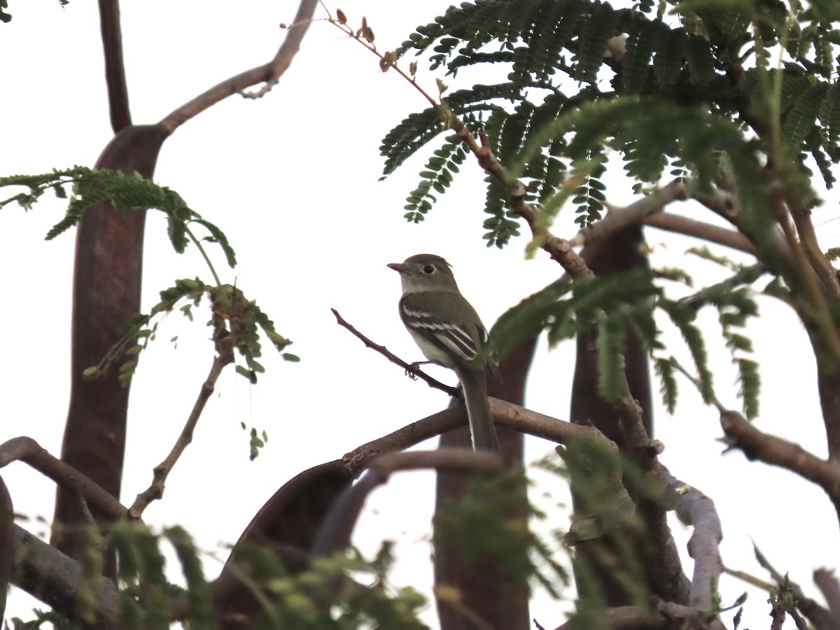 Pileated Flycatcher - ML550136311