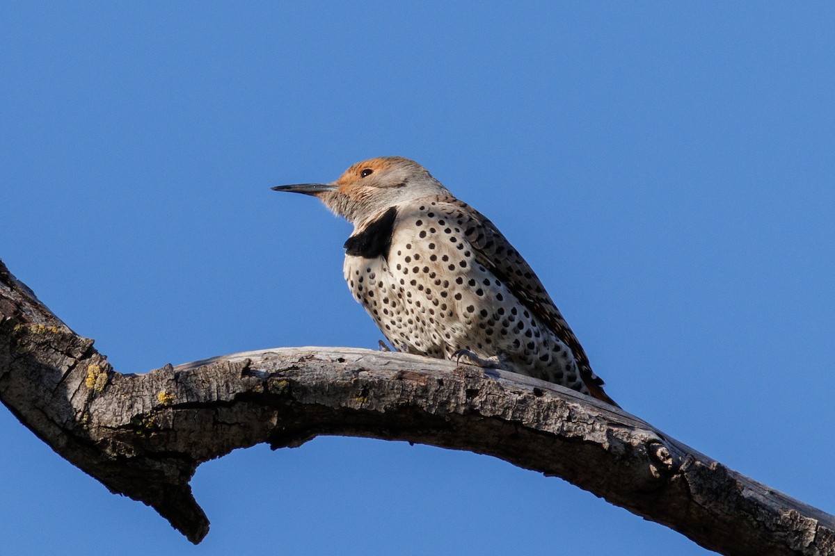 Northern Flicker - Samuel Schmidt