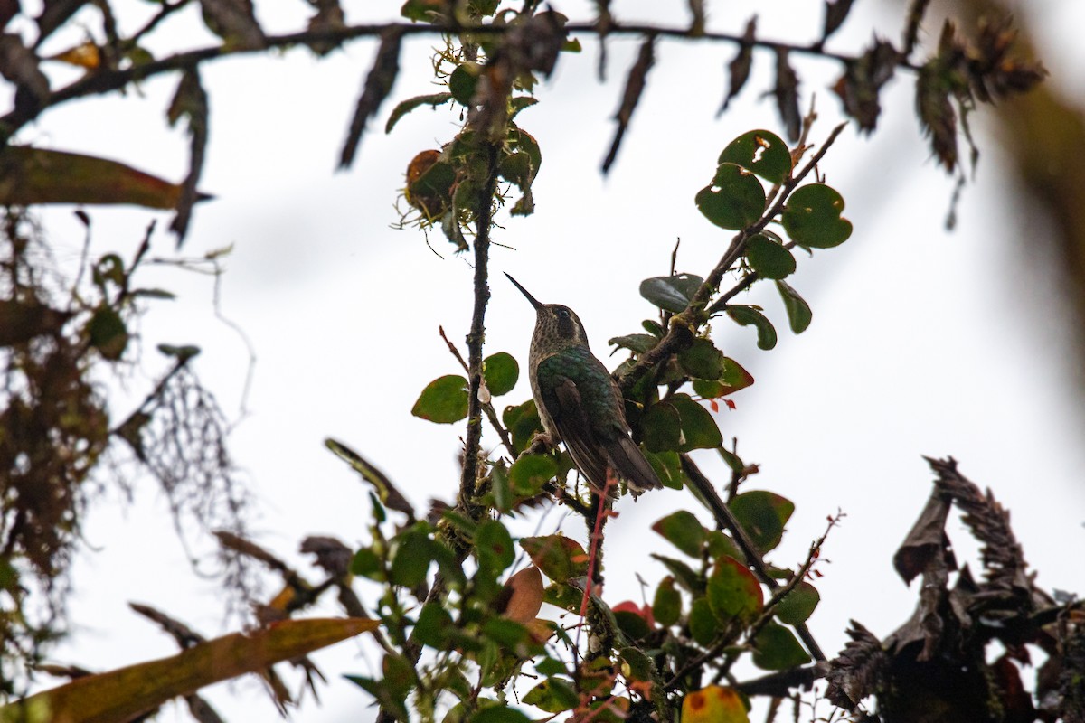 Speckled Hummingbird - ML550136851