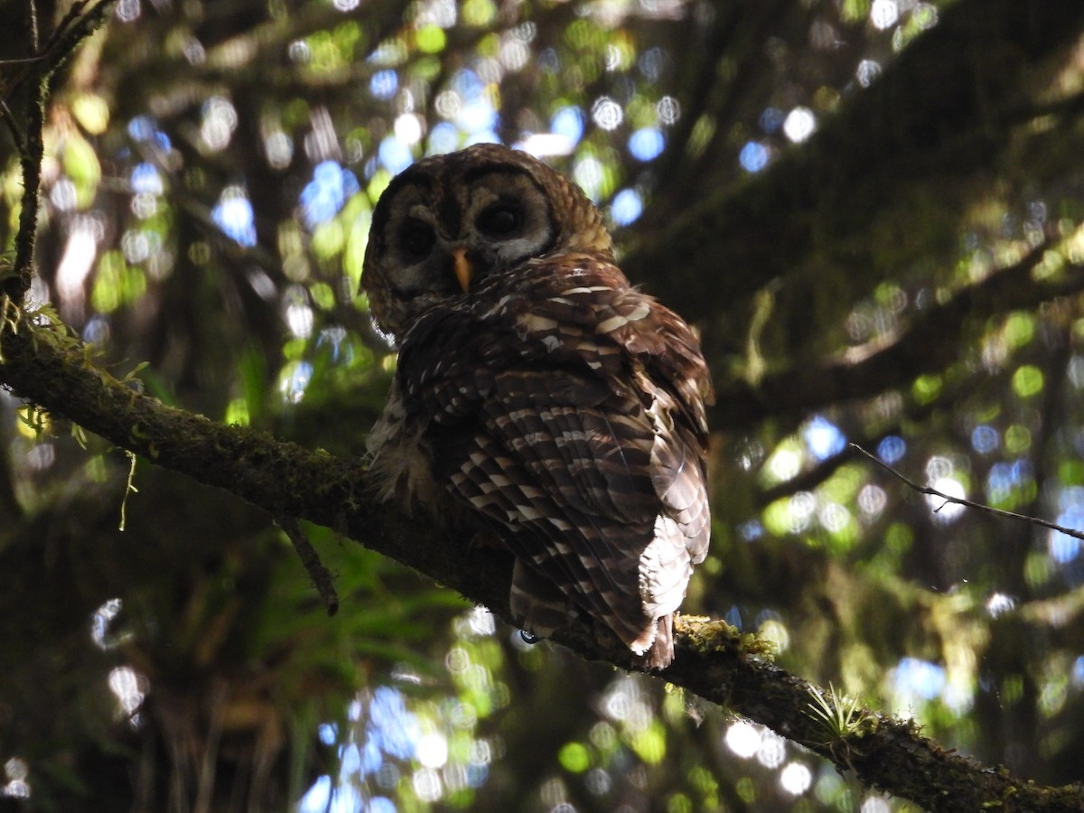 Fulvous Owl - ML550136931