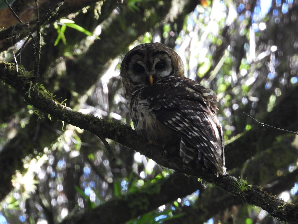Fulvous Owl - ML550136941