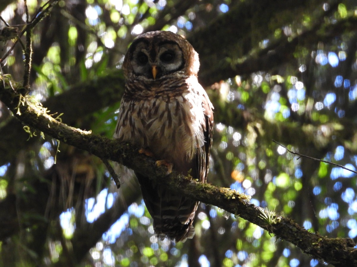 Fulvous Owl - ML550136951