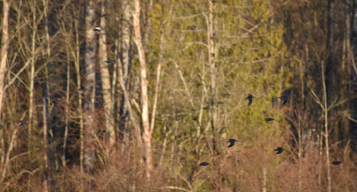 Wilson's Snipe - ML550137121