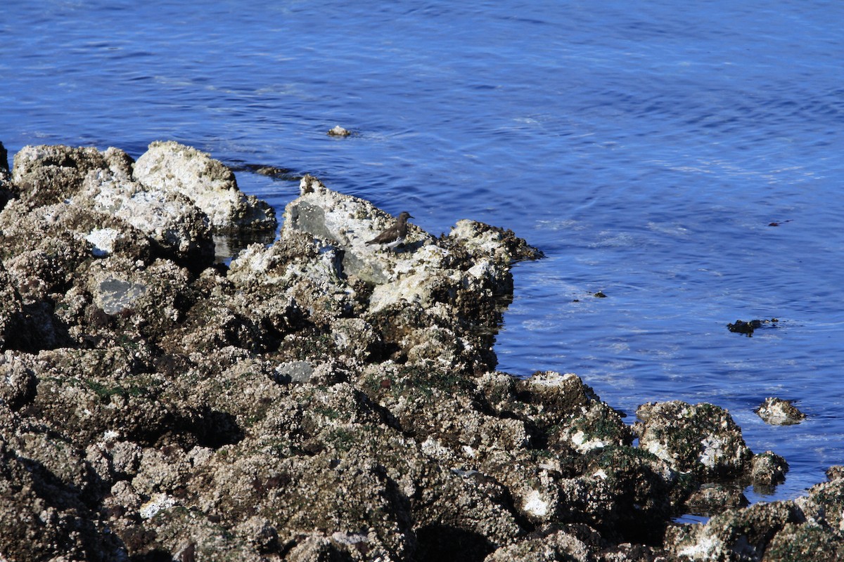 Black Turnstone - ML550137211