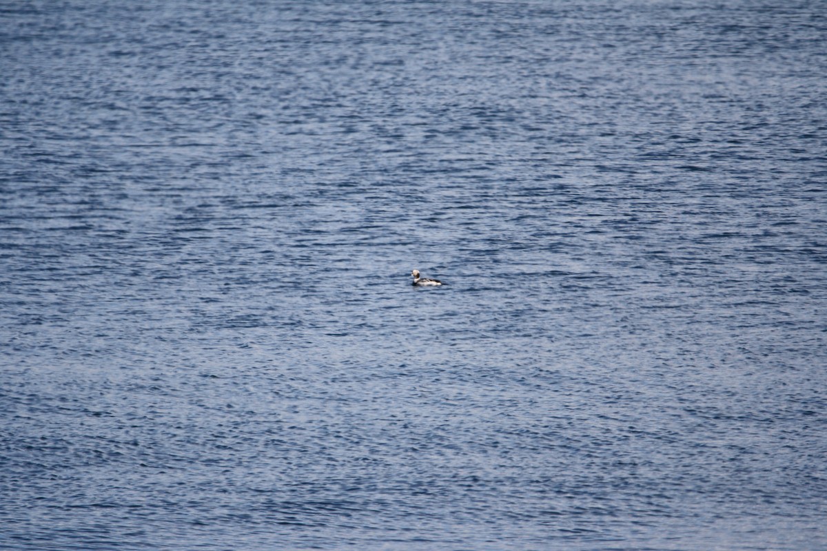 Long-tailed Duck - ML550138221