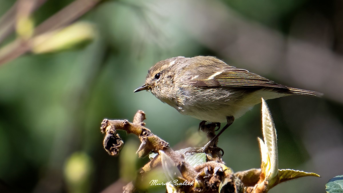 Hume's Warbler - ML550139241