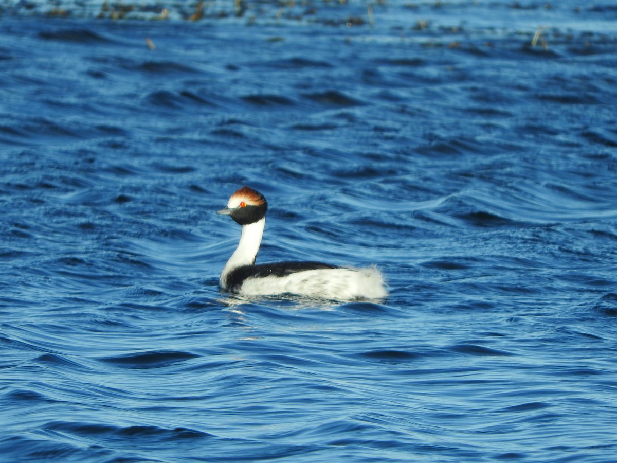 Hooded Grebe - ML550139401