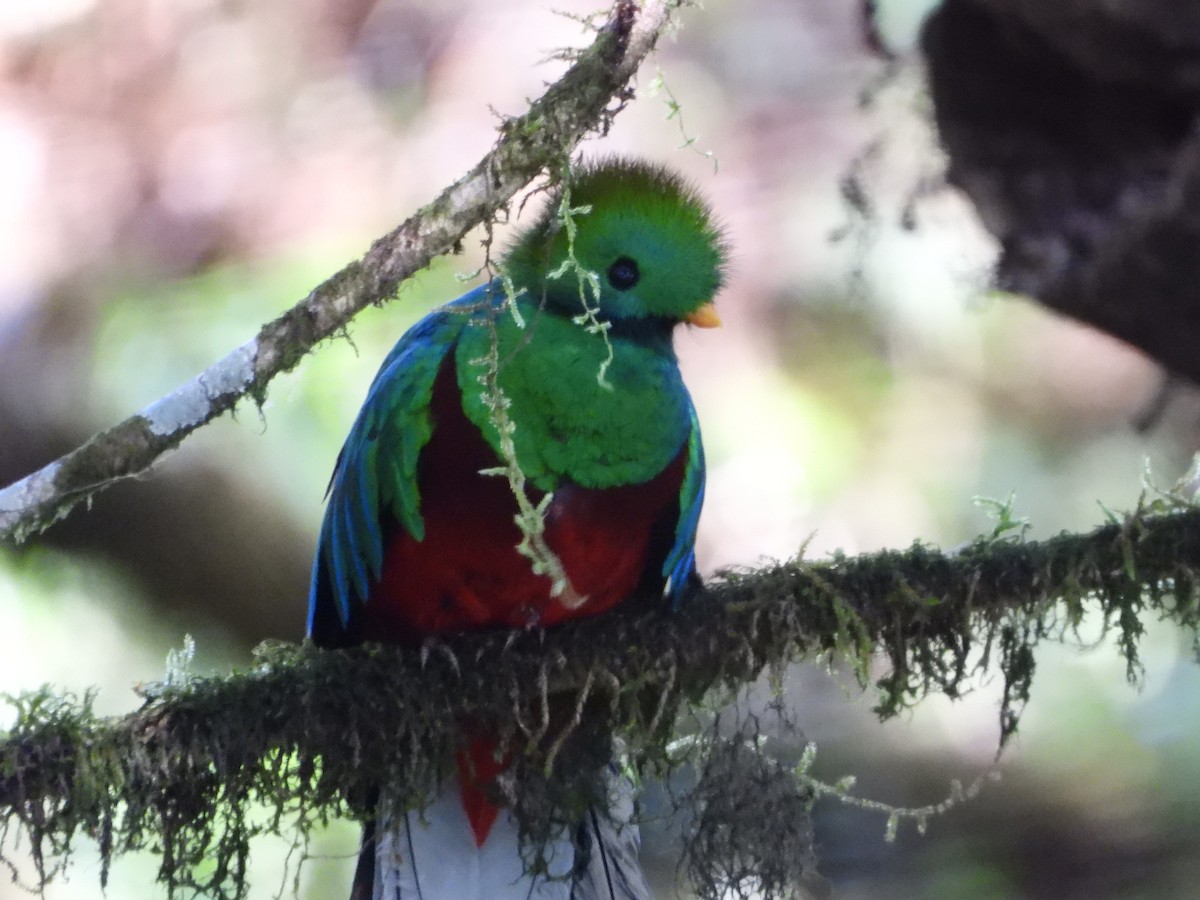 Resplendent Quetzal - ML550139711