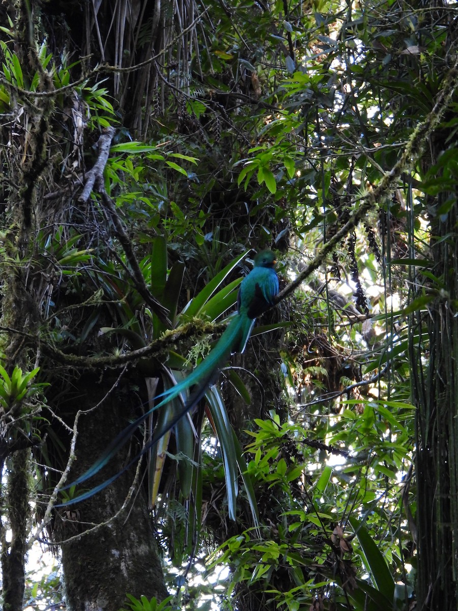 Quetzal Guatemalteco - ML550139721