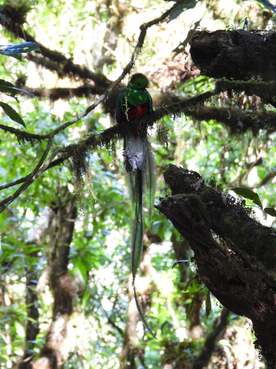 Quetzal Guatemalteco - ML550139731