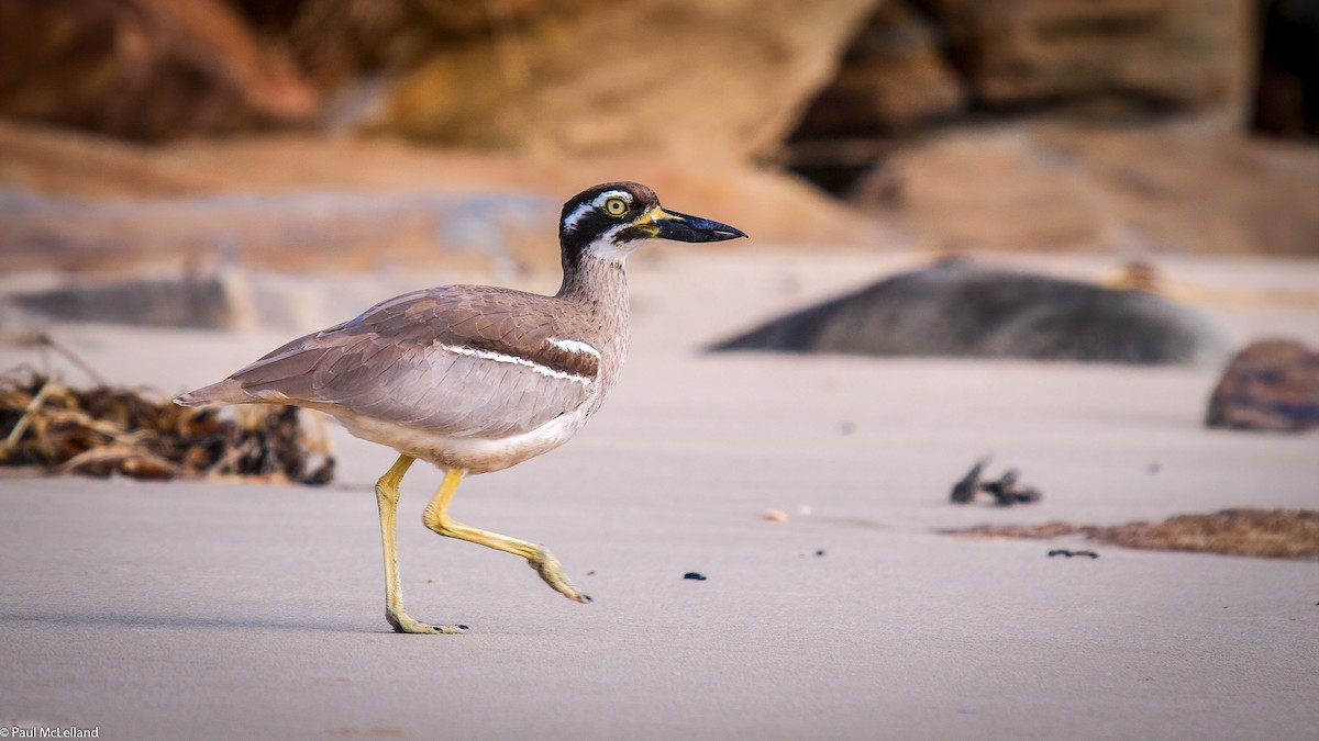 Beach Thick-knee - ML550139971