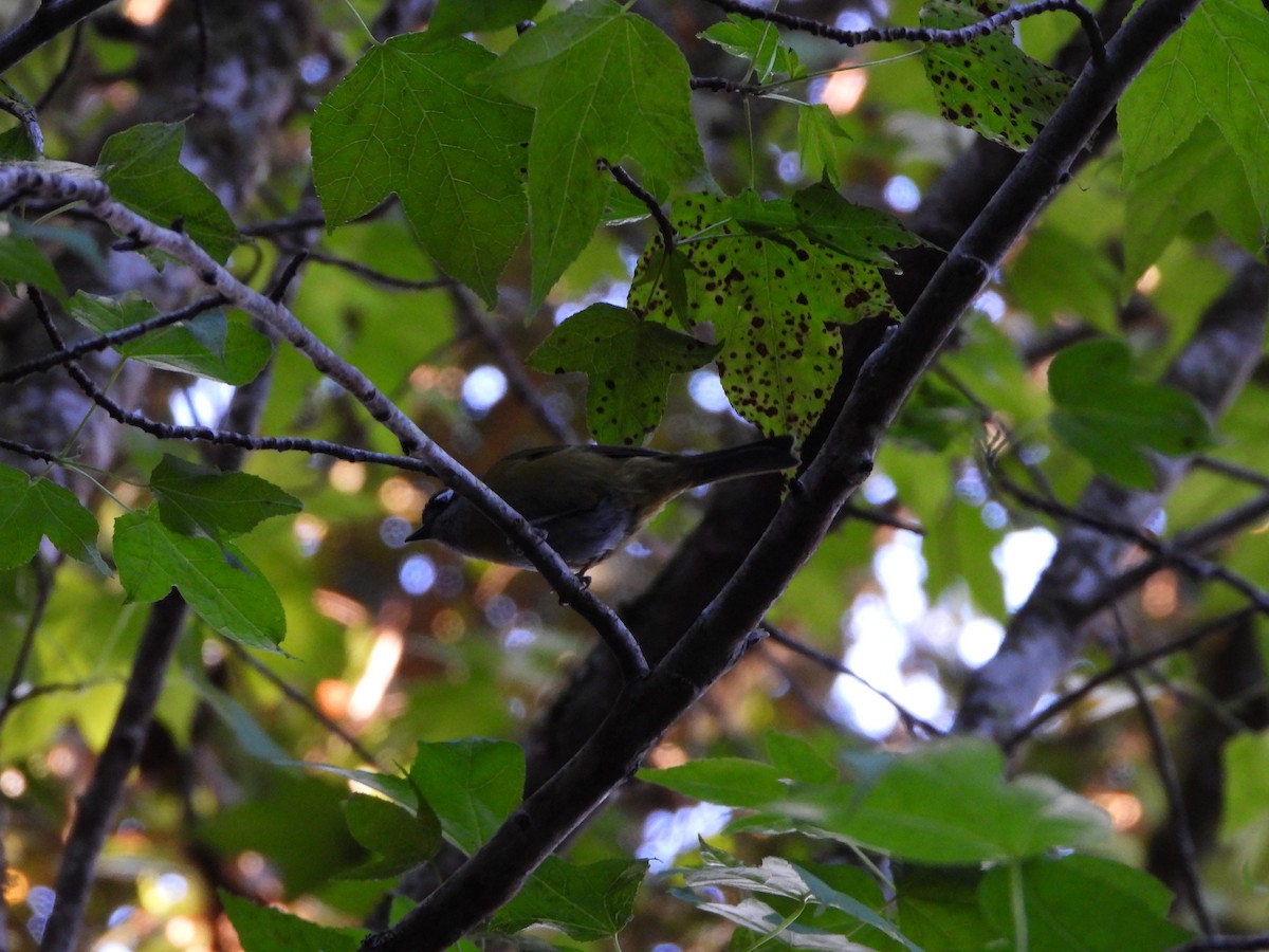 Common Chlorospingus - ML550140301