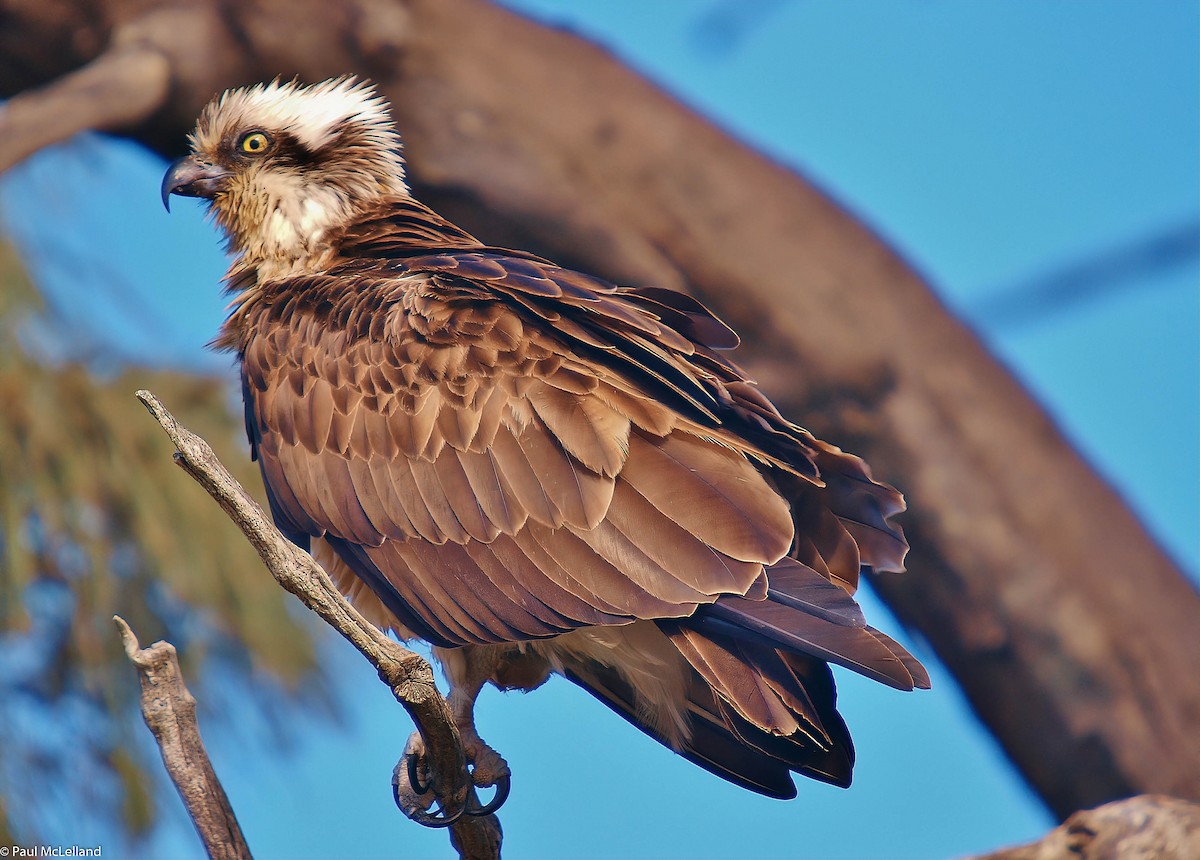 Águila Pescadora (Australia) - ML550141041
