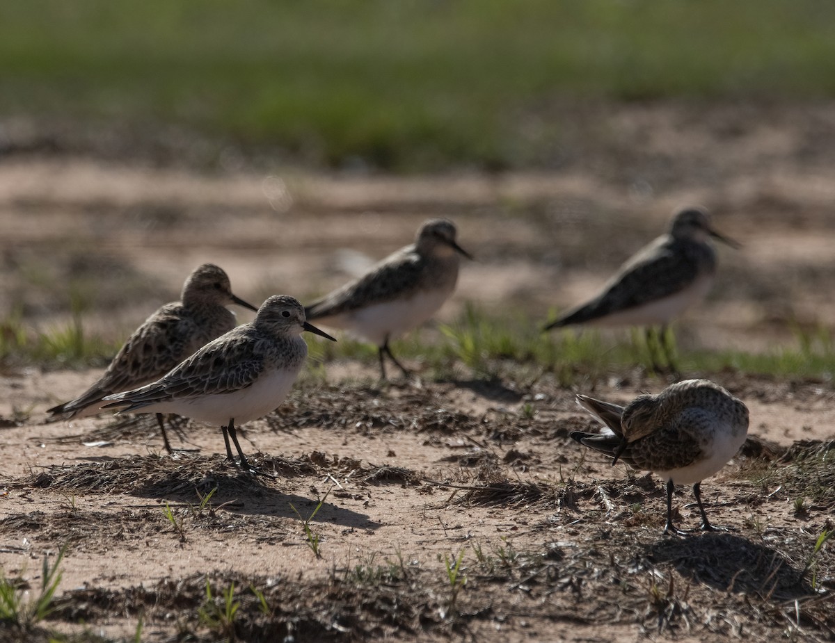 Baird's Sandpiper - ML550141581