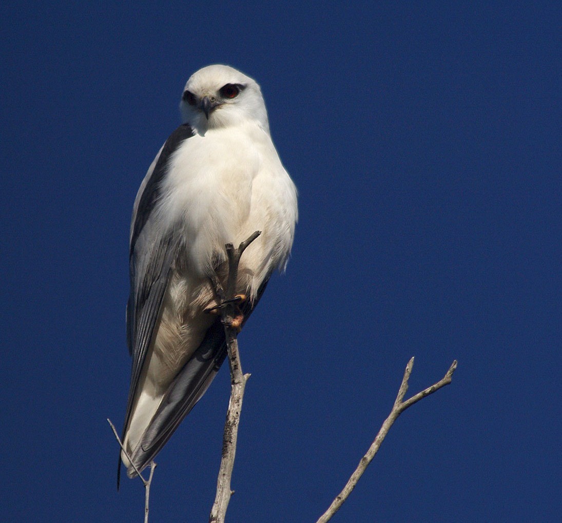 Black-shouldered Kite - Peter Bennet