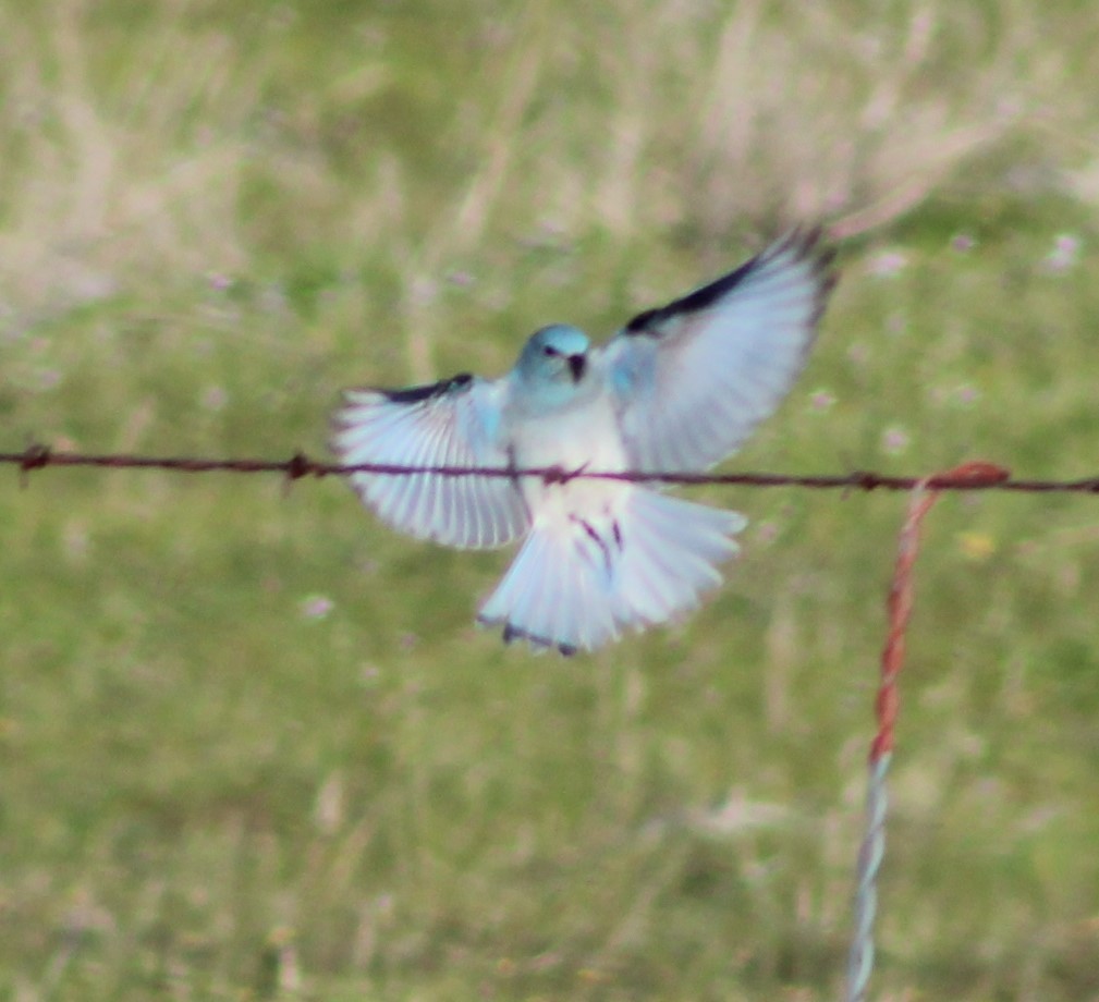 Mountain Bluebird - ML550141931