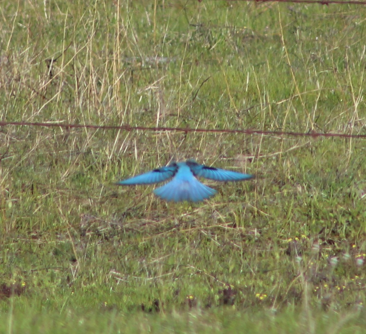 Mountain Bluebird - ML550141941