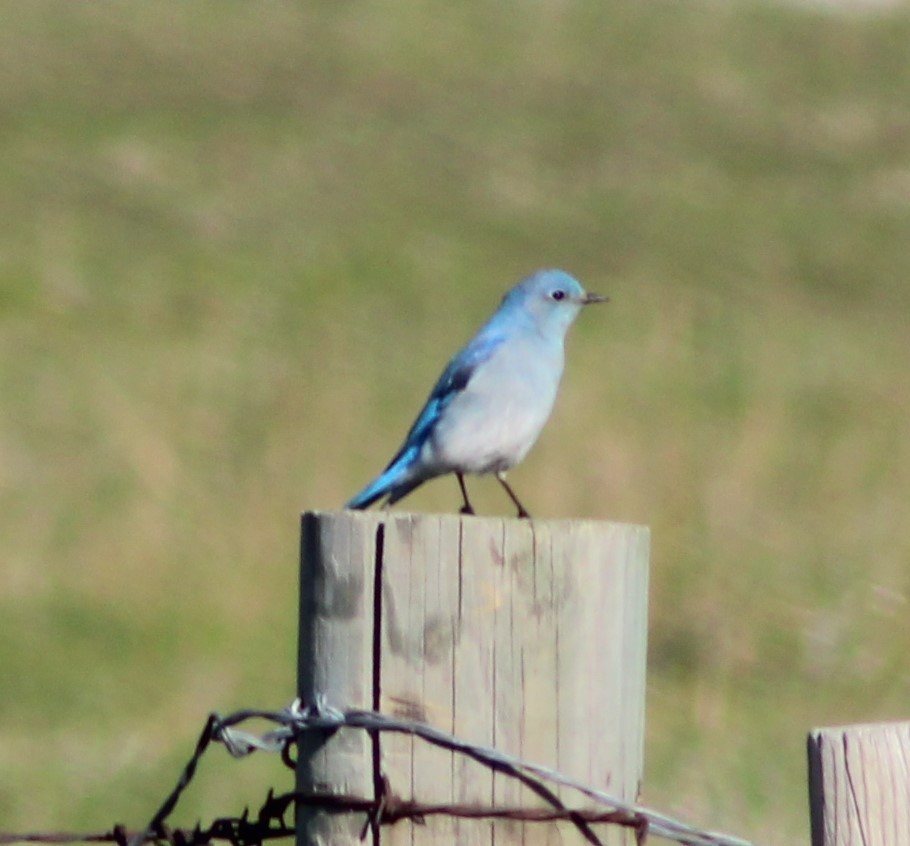 Mountain Bluebird - ML550141951