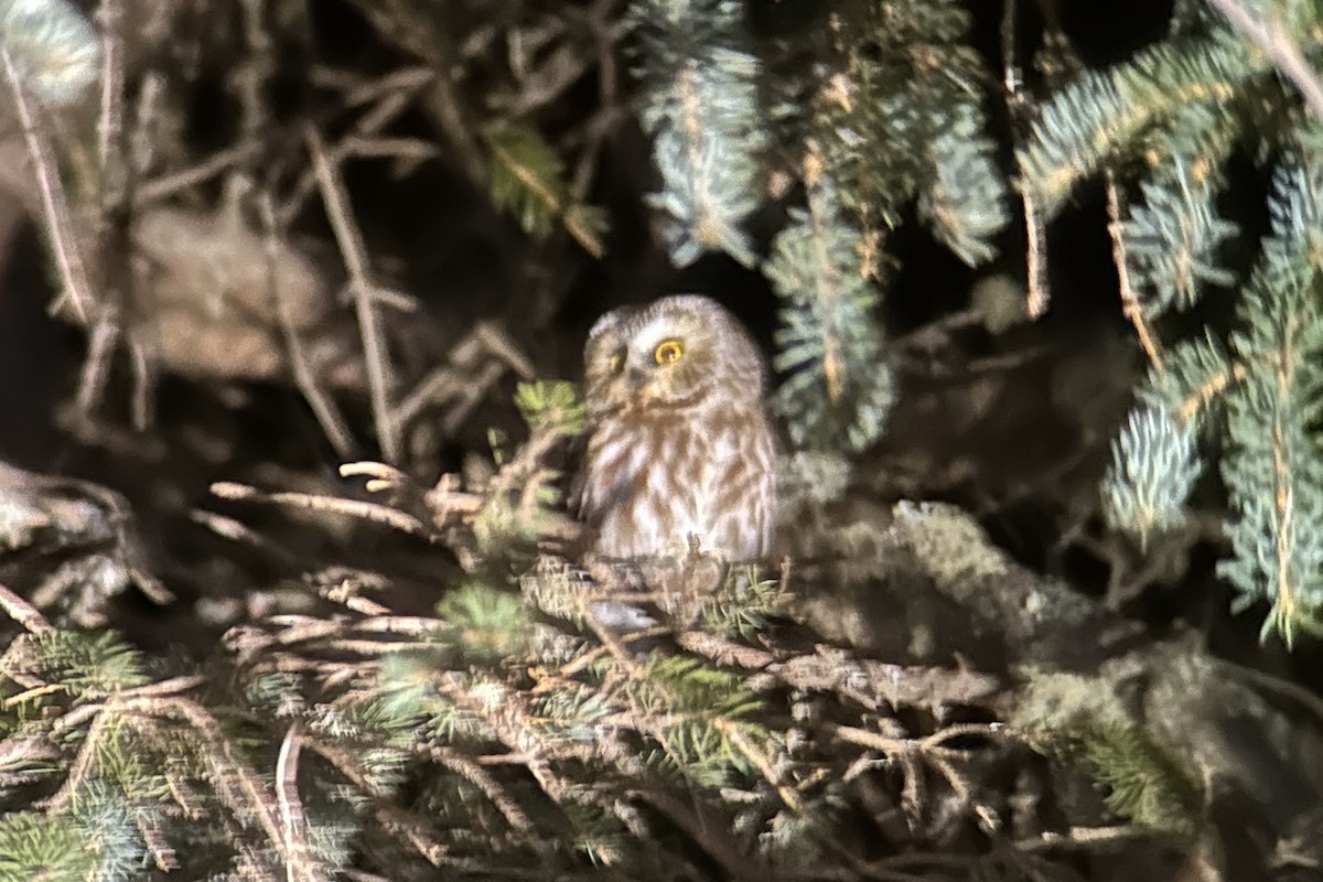 Northern Saw-whet Owl - ML550142591