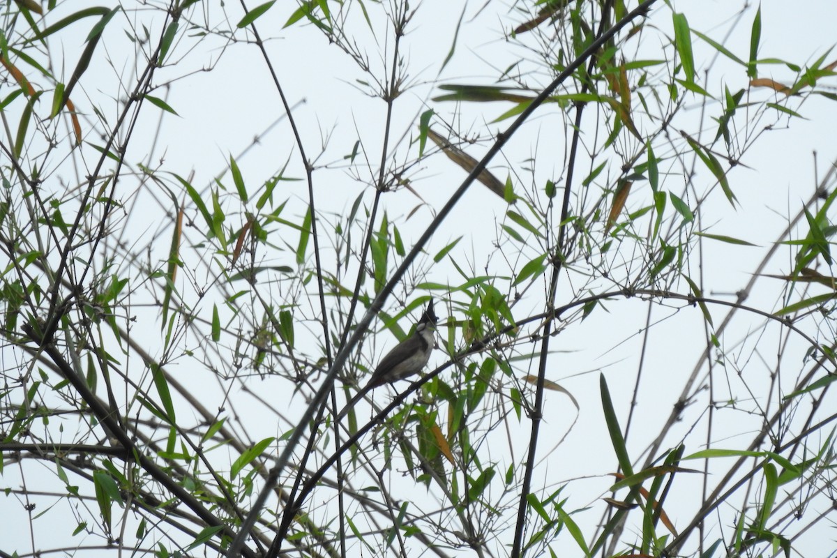 Red-whiskered Bulbul - ML550143401