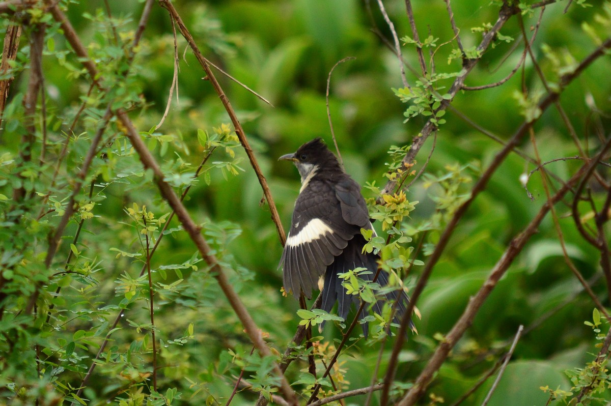 Pied Cuckoo - ML550143521