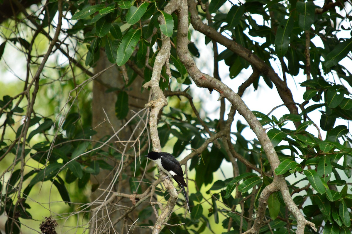 Pied Cuckoo - ML550143761