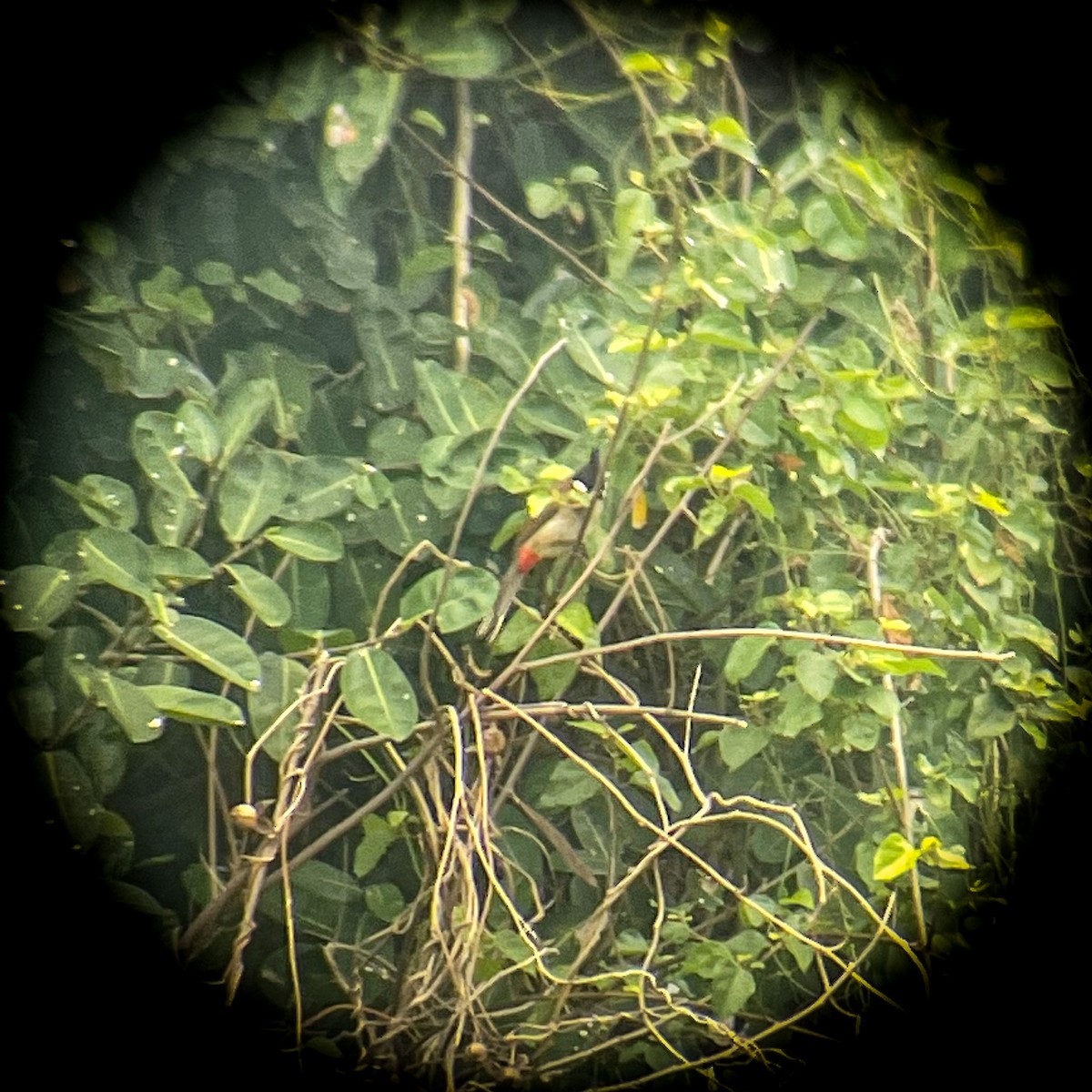 Red-whiskered Bulbul - ML550145171