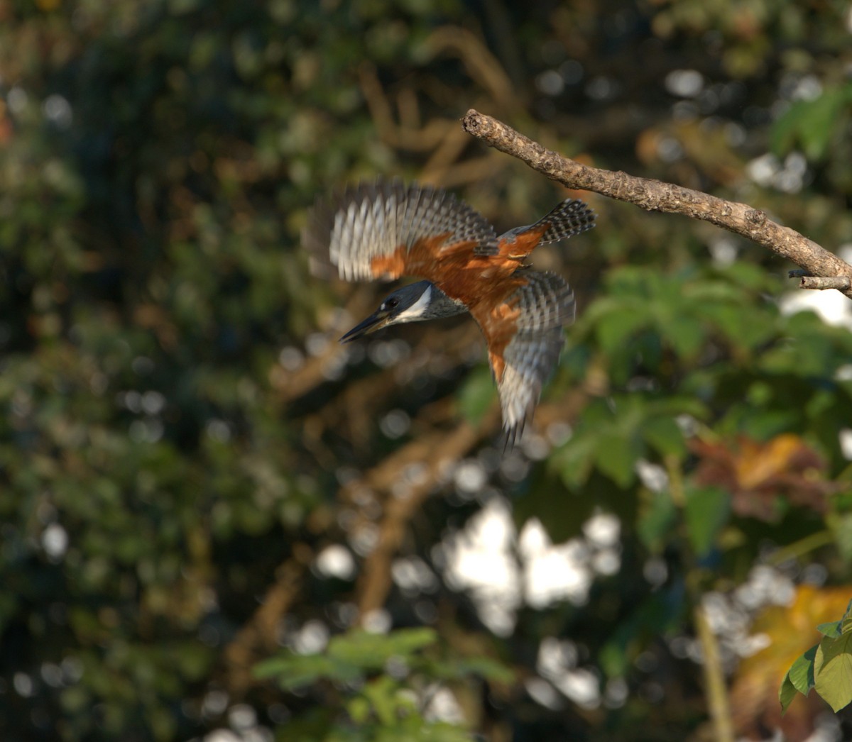 Ringed Kingfisher - ML550146261