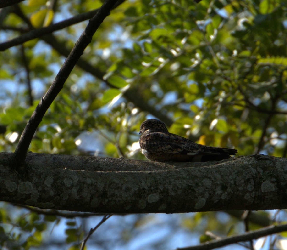 Common Nighthawk - ML550147161