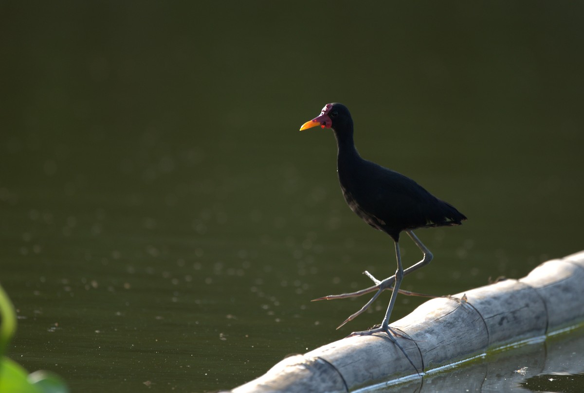 Wattled Jacana - Ana Novak