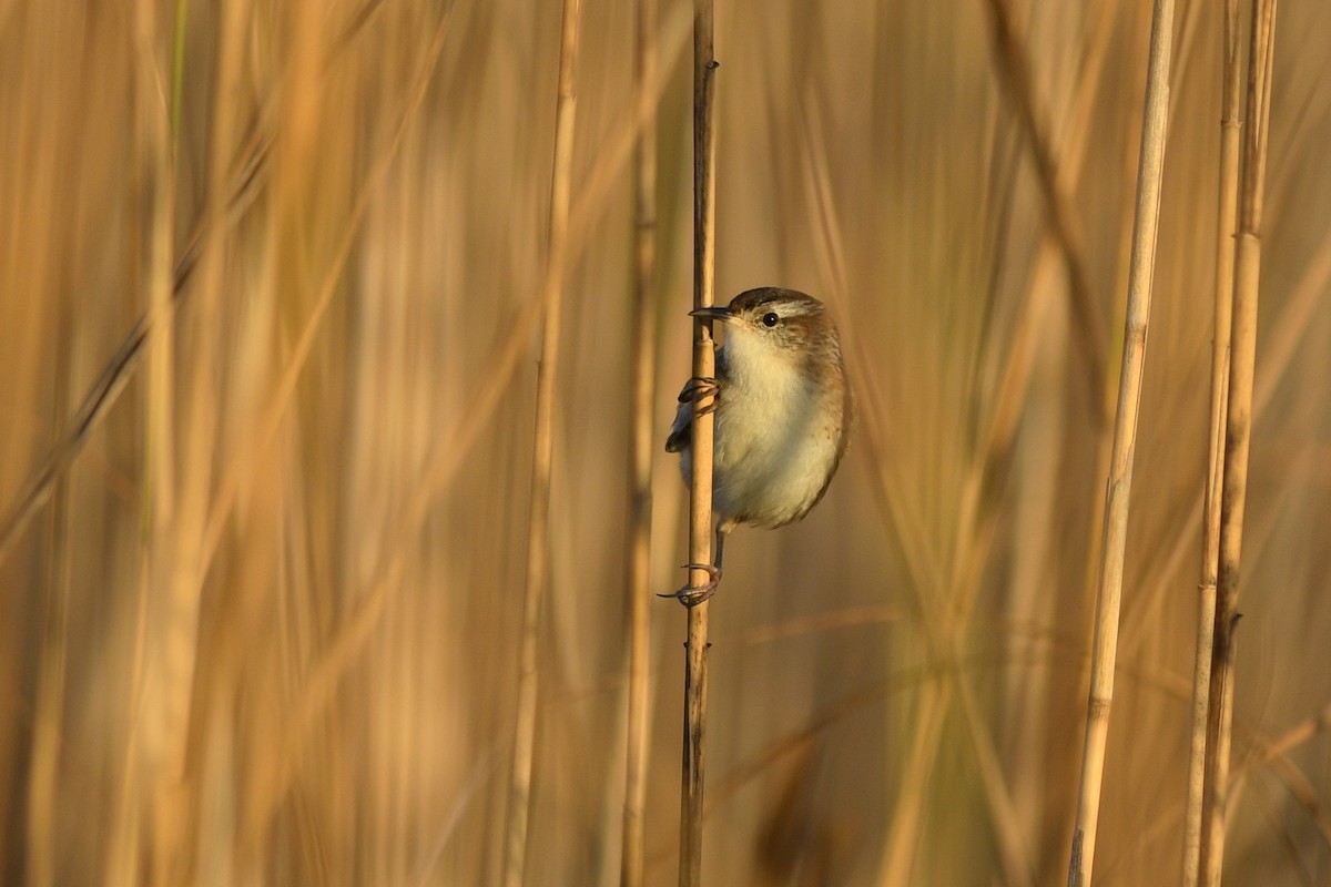 Marsh Wren - ML550147301