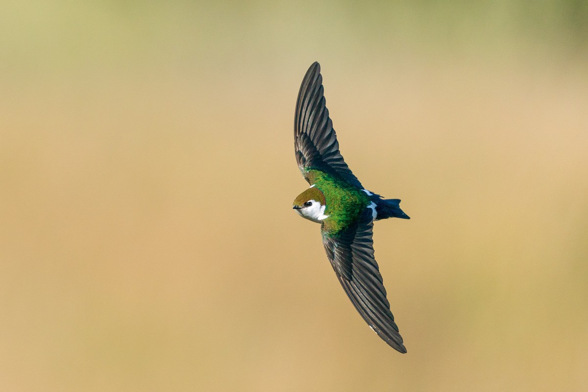 Violet-green Swallow - L Lang