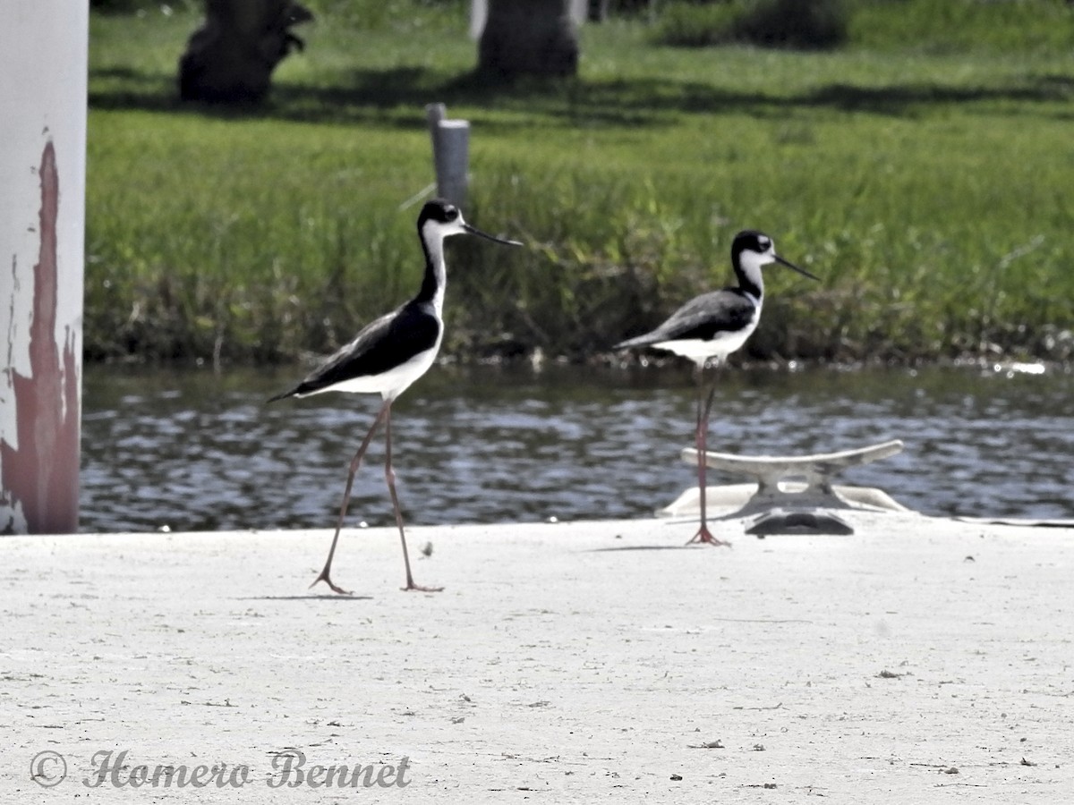 Black-necked Stilt - Bennet Homero