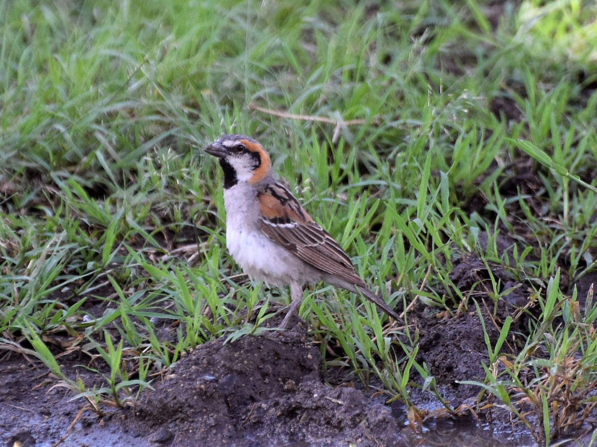 Shelley's Rufous Sparrow - Nathan Hentze