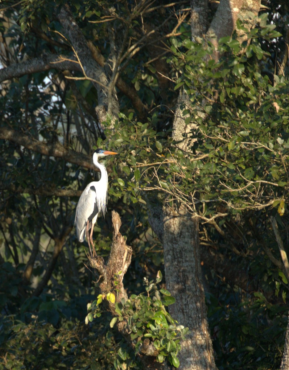 Cocoi Heron - ML550148161