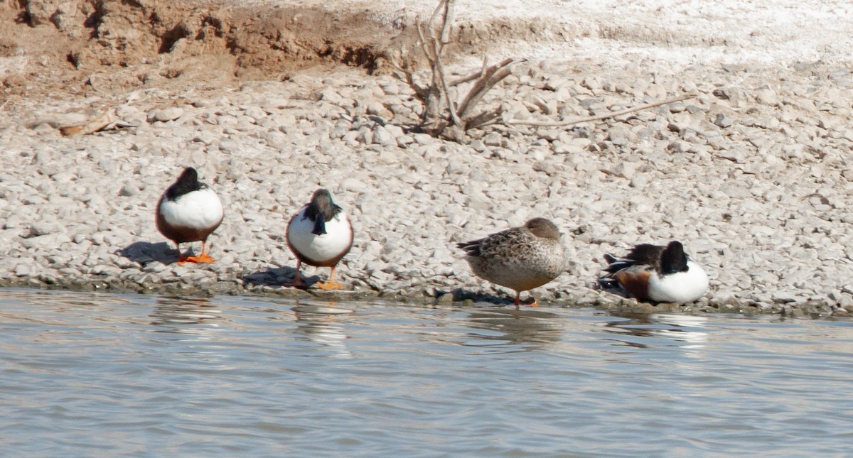 Northern Shoveler - ML550148971