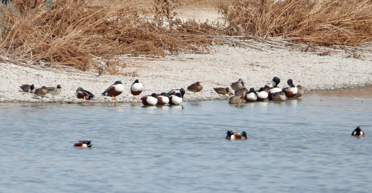 Northern Shoveler - Timothy Aarons