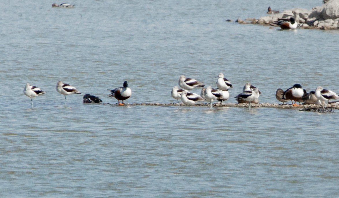 Avocette d'Amérique - ML550149401