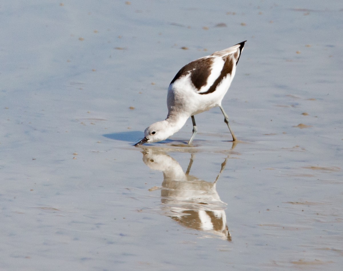 Avoceta Americana - ML550149551