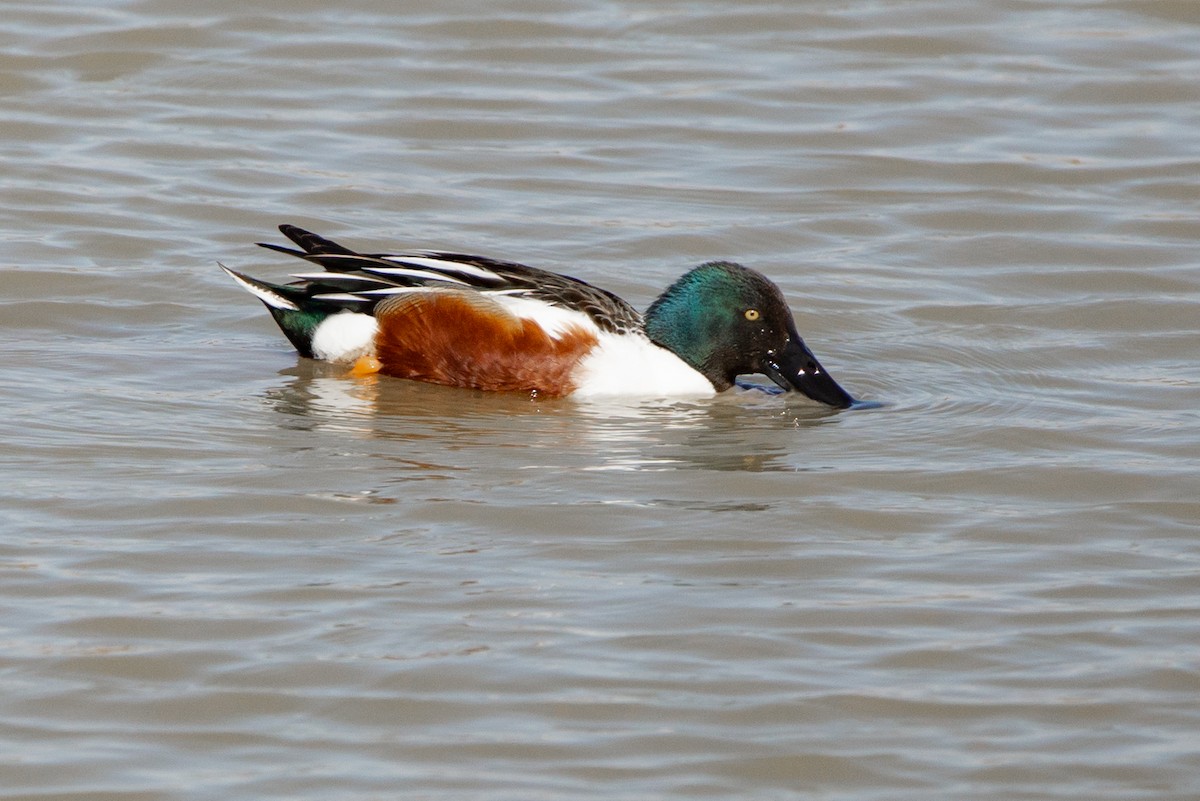 Northern Shoveler - ML550149611