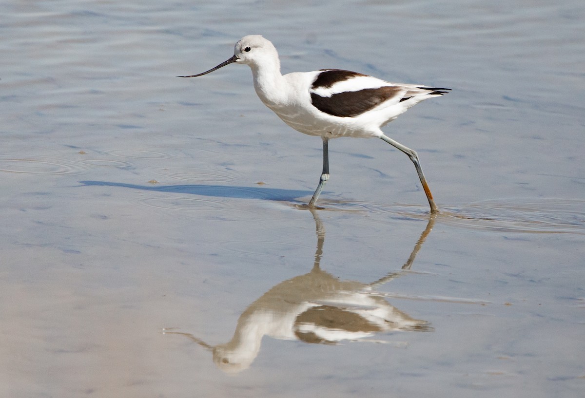 Avocette d'Amérique - ML550149661