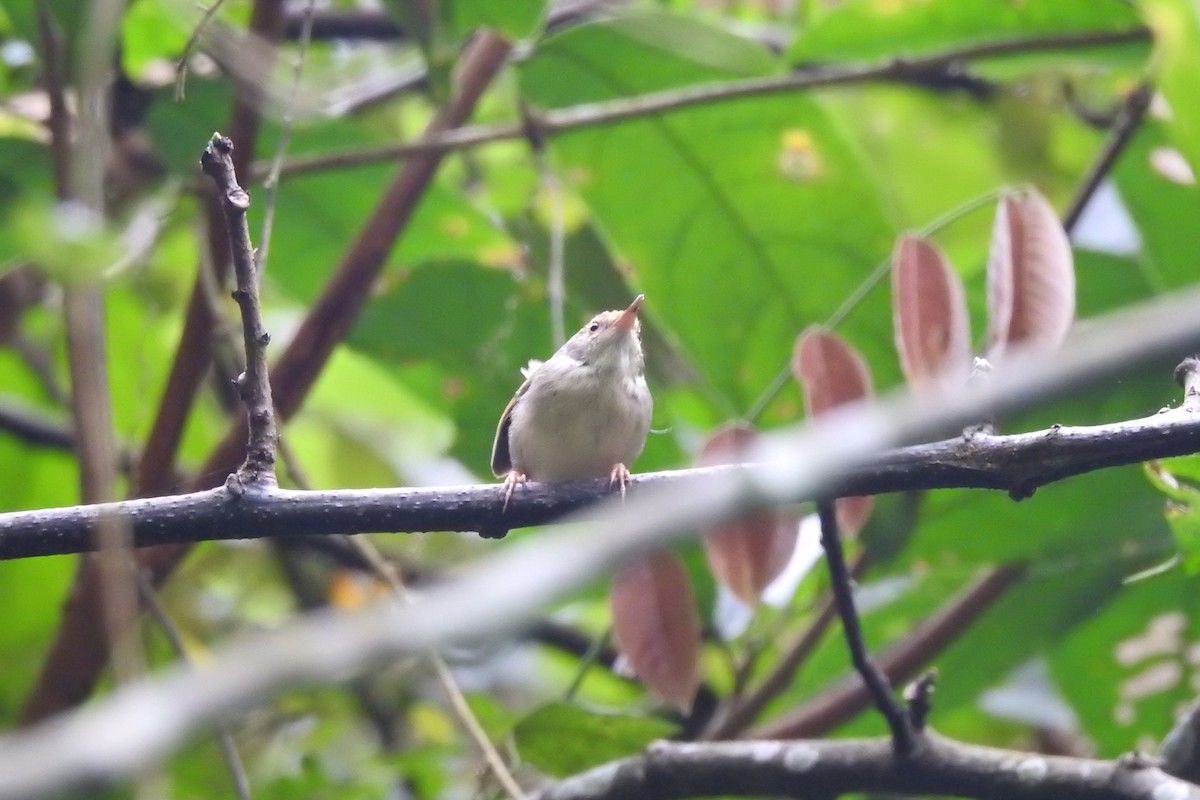 Common Tailorbird - ML550149811